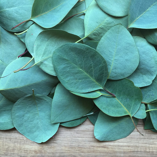 Uncovering the Power of Eucalyptus in Skin Care