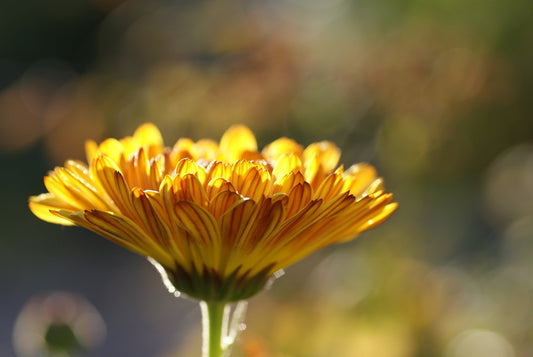 Ingredient Highlight - Calendula | Kilted Suds